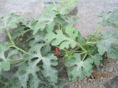 IMG_0442.JPG