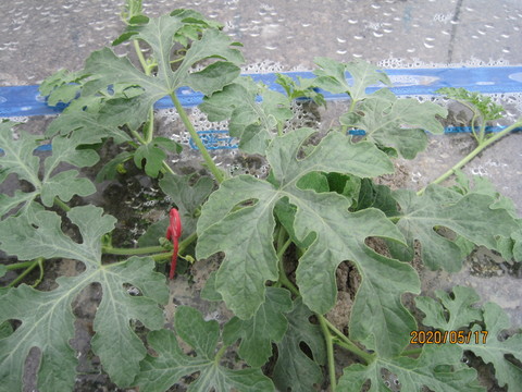 IMG_0502.JPG