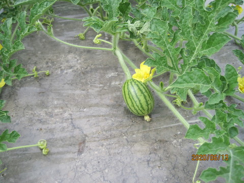 IMG_0747.JPG