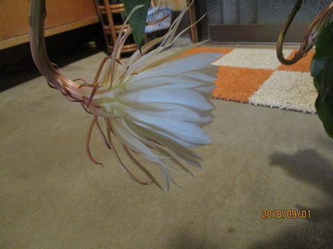 IMG_6586-thumbnail2.jpg