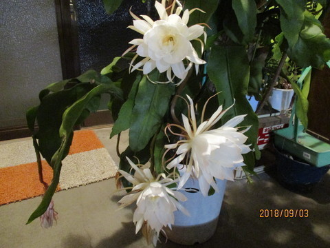 IMG_6609-15c25-thumbnail2.jpg
