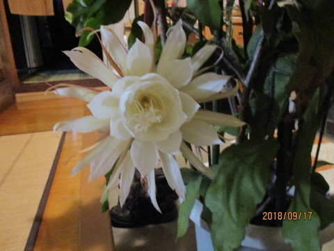 IMG_6709-0c7d6-thumbnail2.jpg