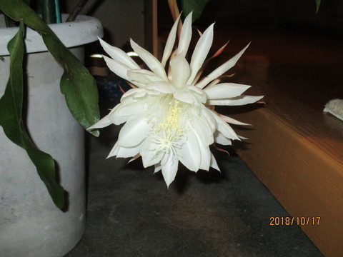 IMG_6952-thumbnail2.jpg