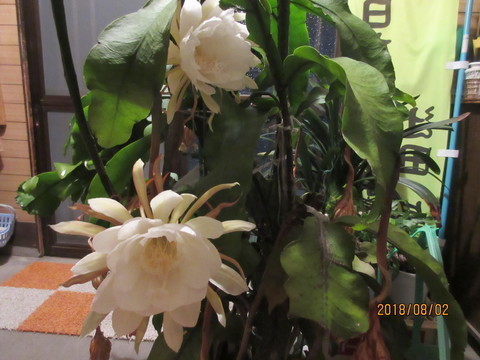 IMG_8143-thumbnail2.jpg